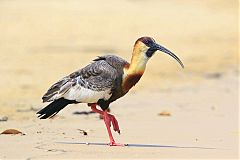 Buff-necked Ibis